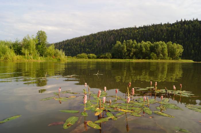 Водохранилище в павловске. Солнечная Поляна Павловская водохранилище. Павловское море. Сообщение о Павловском водохранилище. Павловское водохранилища из Октябрского.