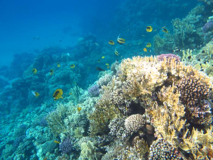 Laguna Reef dive site