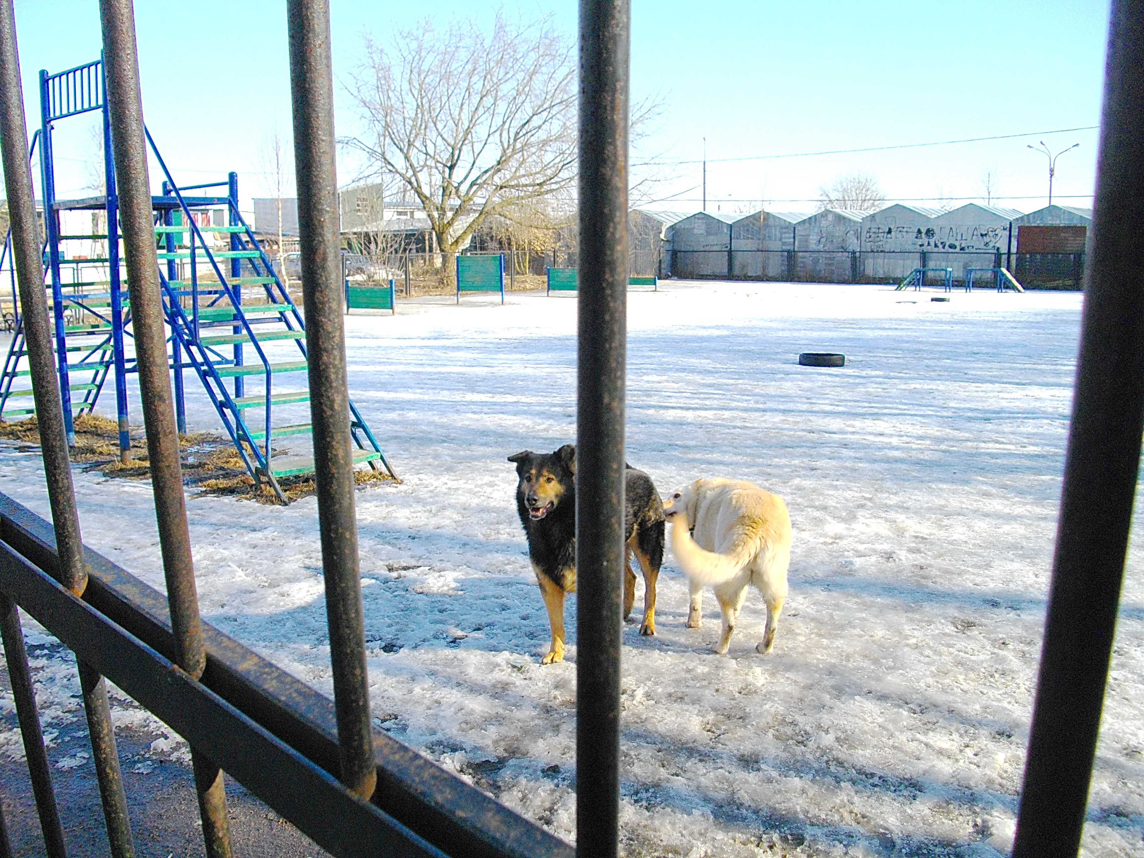 Выгул собак в санкт петербурге. Выгул собак спб. Выгул собак в санкт петербурге. Выгул собак в санкт петербурге. Выгул собак.