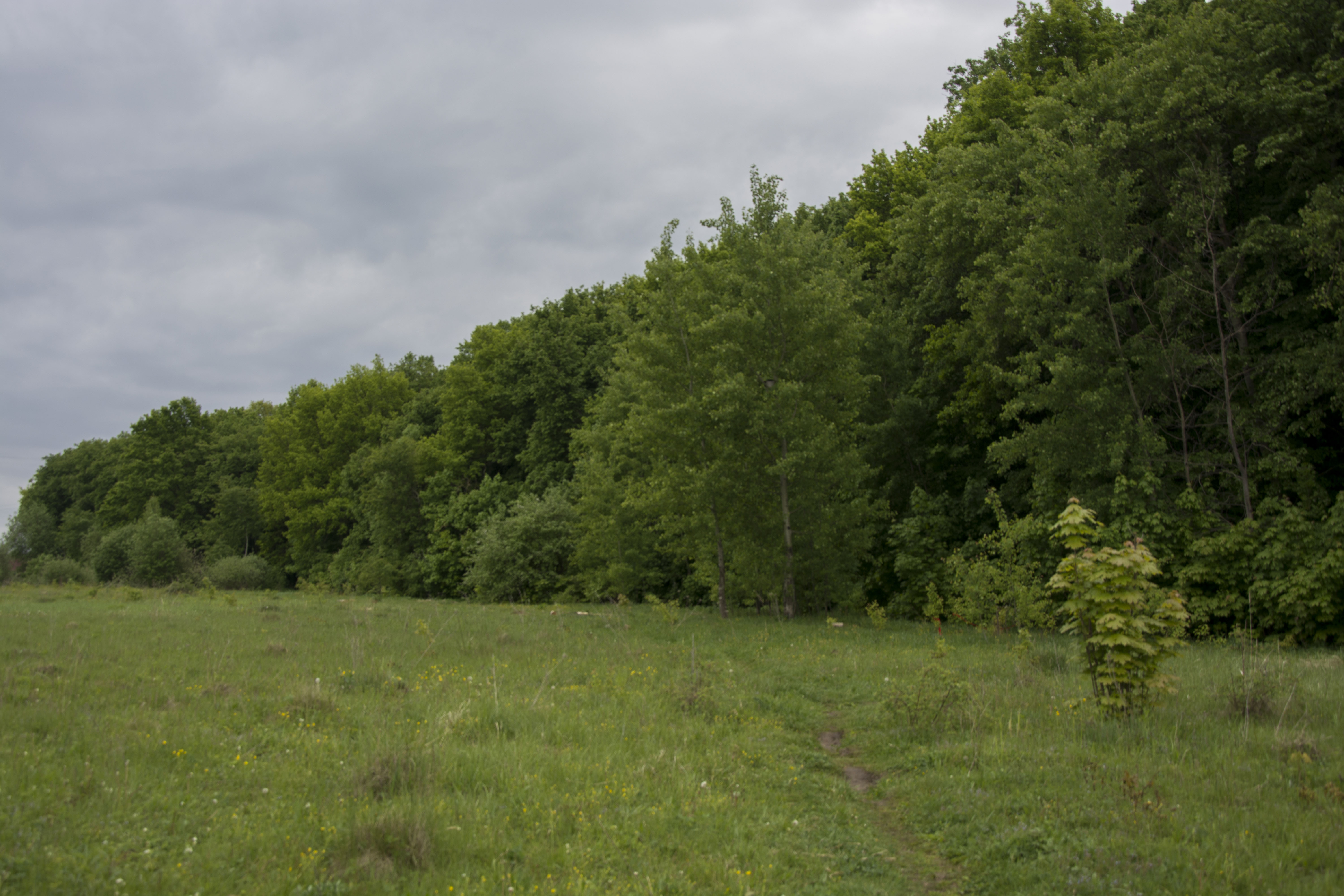 полезащитные лесные насаждения алтайского края. лесные полосы. лесополосы в ростовской области. дорога в поле. лес лесополосы.