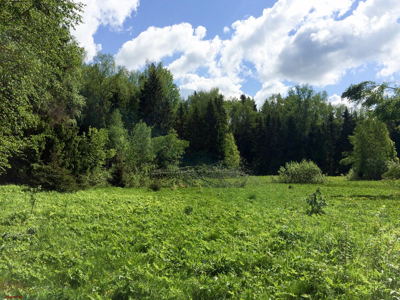 Полянка в лесу. Лесная Поляна в лесу. Красковский лес Поляна. Лес вокруг Поляны. Поляна у леса.