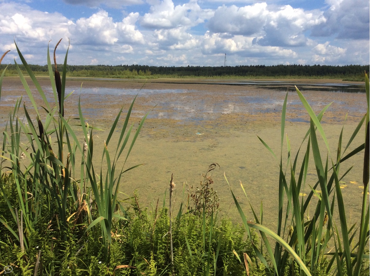 Баево болото