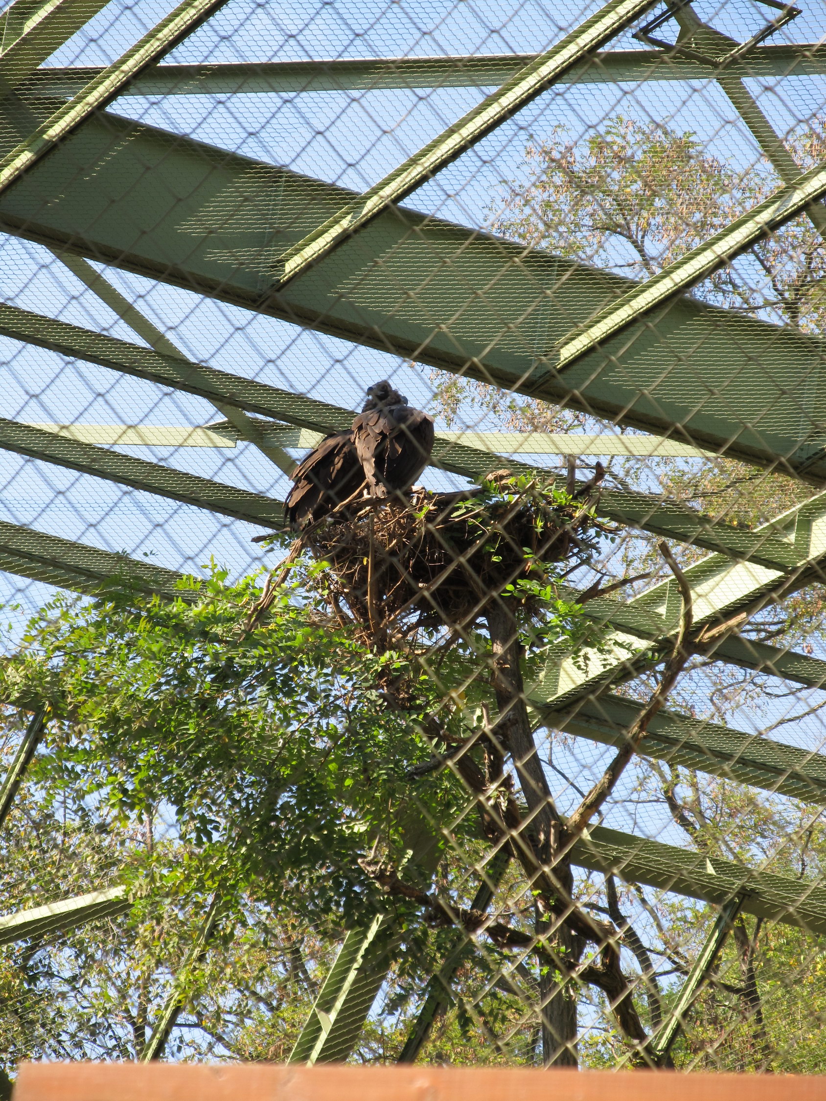 Big Aviary - Prague