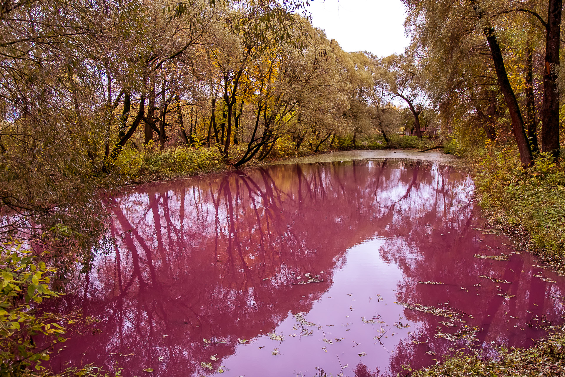 чеховский парк