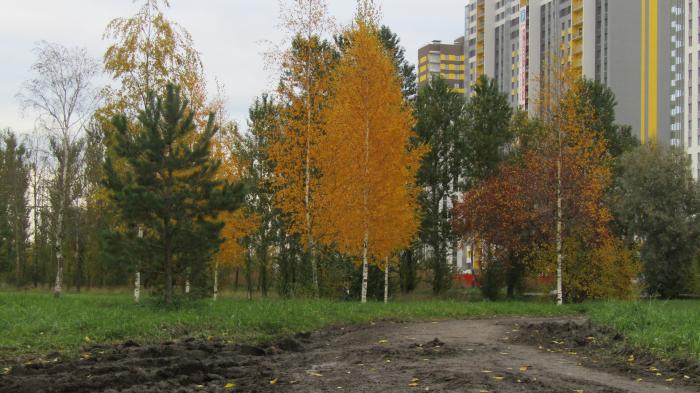 Деревья Санкт Петербурга Фото С Названиями