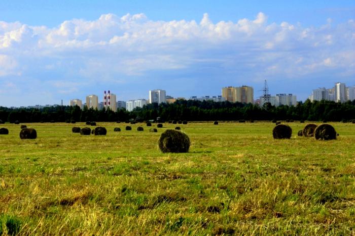 Поле пола спб. Парголово поля. Поля в пригороде Санкт-Петербурге.. Бугры СПБ сельхоз поля. Пригород Петербурга поле.