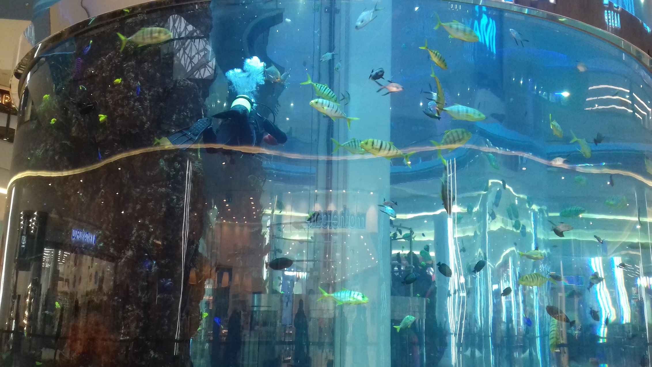 москва аквариум