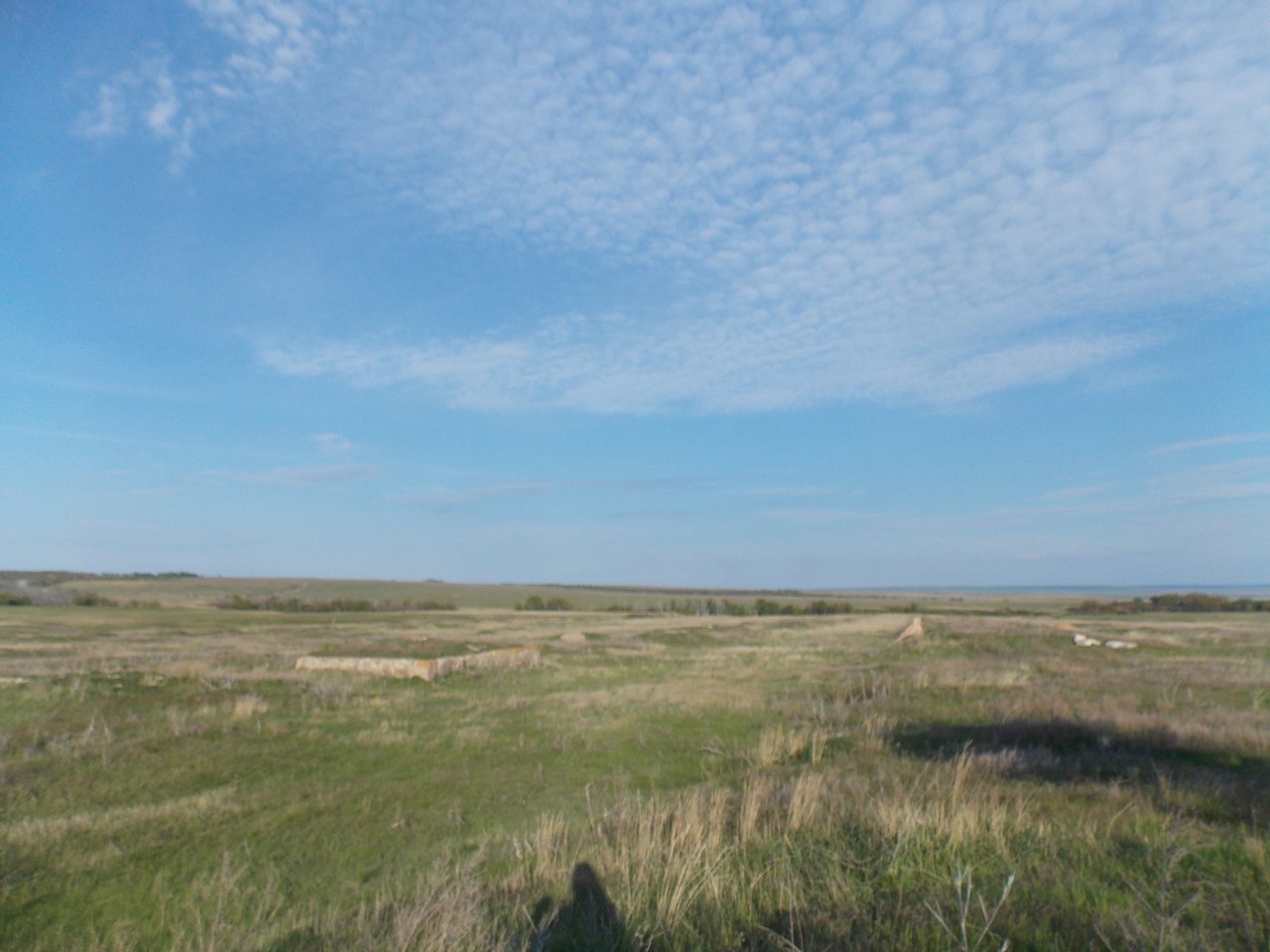 Село Партизанское пшеничный.