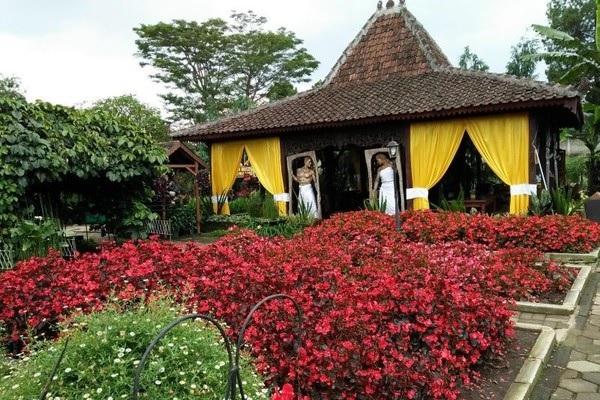 Kebun Begonia Lembang