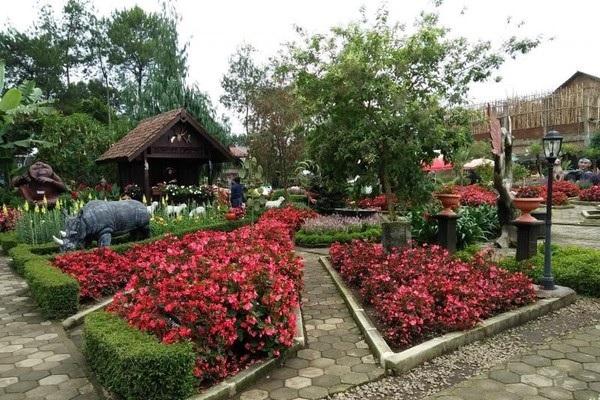 Kebun Begonia Lembang