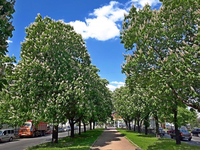 Каштановая аллея москва. Каштановая аллея Санкт-Петербург. Аллея каштанов Шаумяна. Аллея Каштановая аллея. Каштановая аллея Киев.