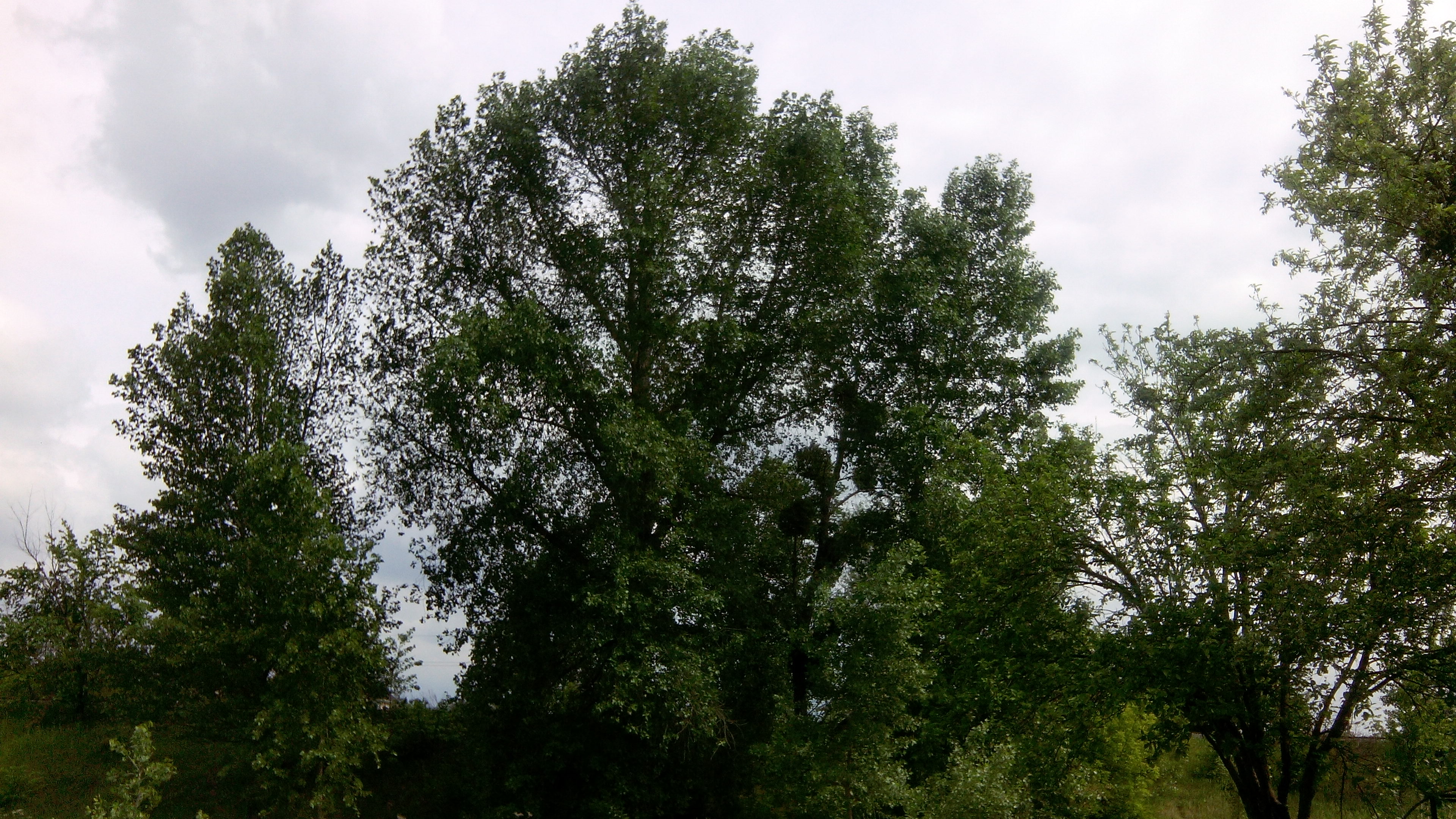 Дерево растет на дороге. Липа крупнолистная Фастигиата. Большая липа Волынская область. Дерево похожее на липу. Липа высокая.