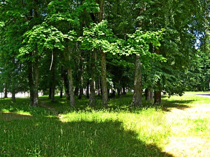 Парк памятник природы