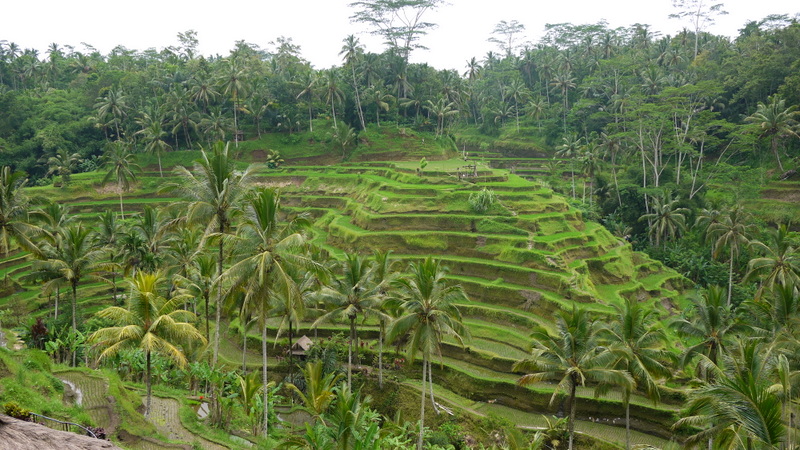 Codcod Rice Terraces - Codcod (San Carlos)