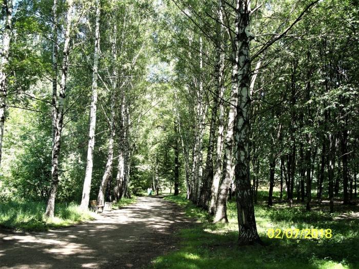 Г москва березовая аллея. Березовая аллея Москва. Переделкино Березовая аллея. Грабаль Березовая аллея.