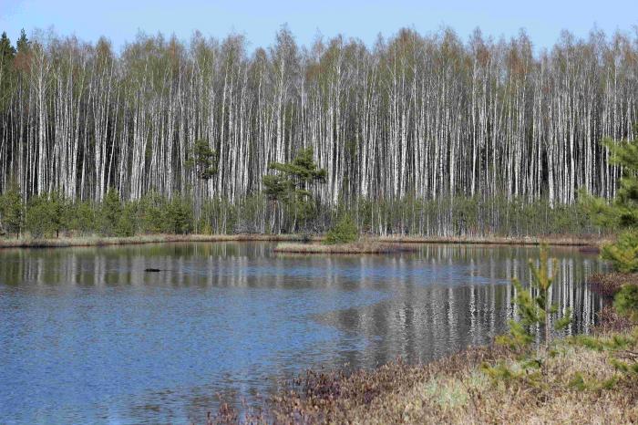 торф. торфяные болота тейково. торфяное болото 5 букв. загадки торфяного болота. торфяные болота.