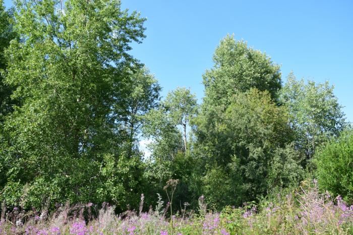 деревня потанино консервы. пашское городское поселение деревня большая весь. погода в потанино волховского. д хвалово волховский р-он ленинградская область. деревня потанино волховский район.