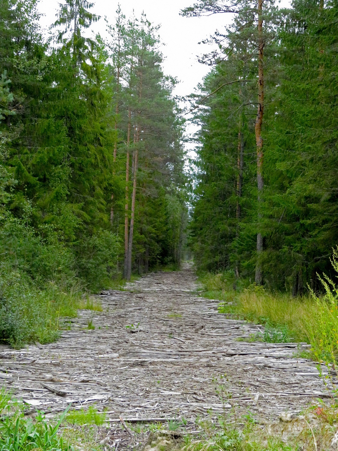 Гать 5 букв. Галыгинская Гать. Галыгинская Гать Легенда. Болотная Гать. Гать ЕКБ лес.