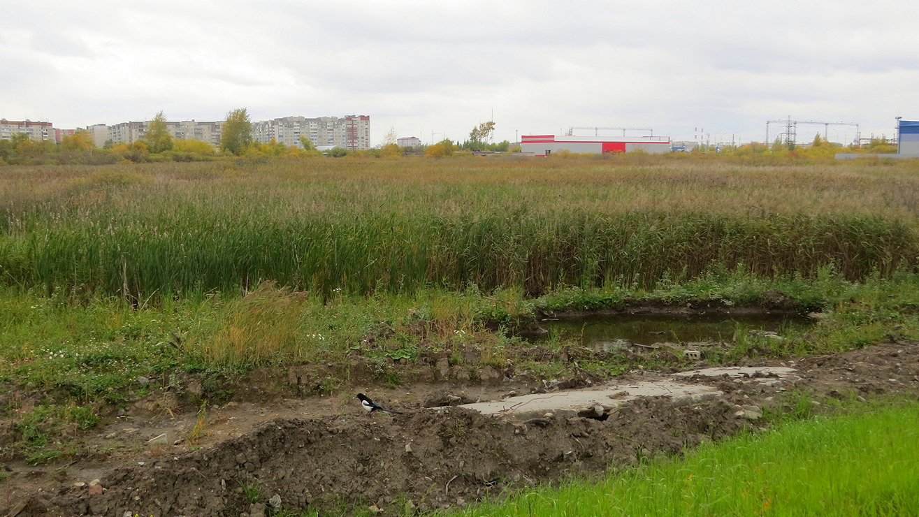 Г в болоте. Болото Приузолье Городецкого района. Щепкино болото Зеленоград. Болото светлое Тюмень. Попово болото Тула.