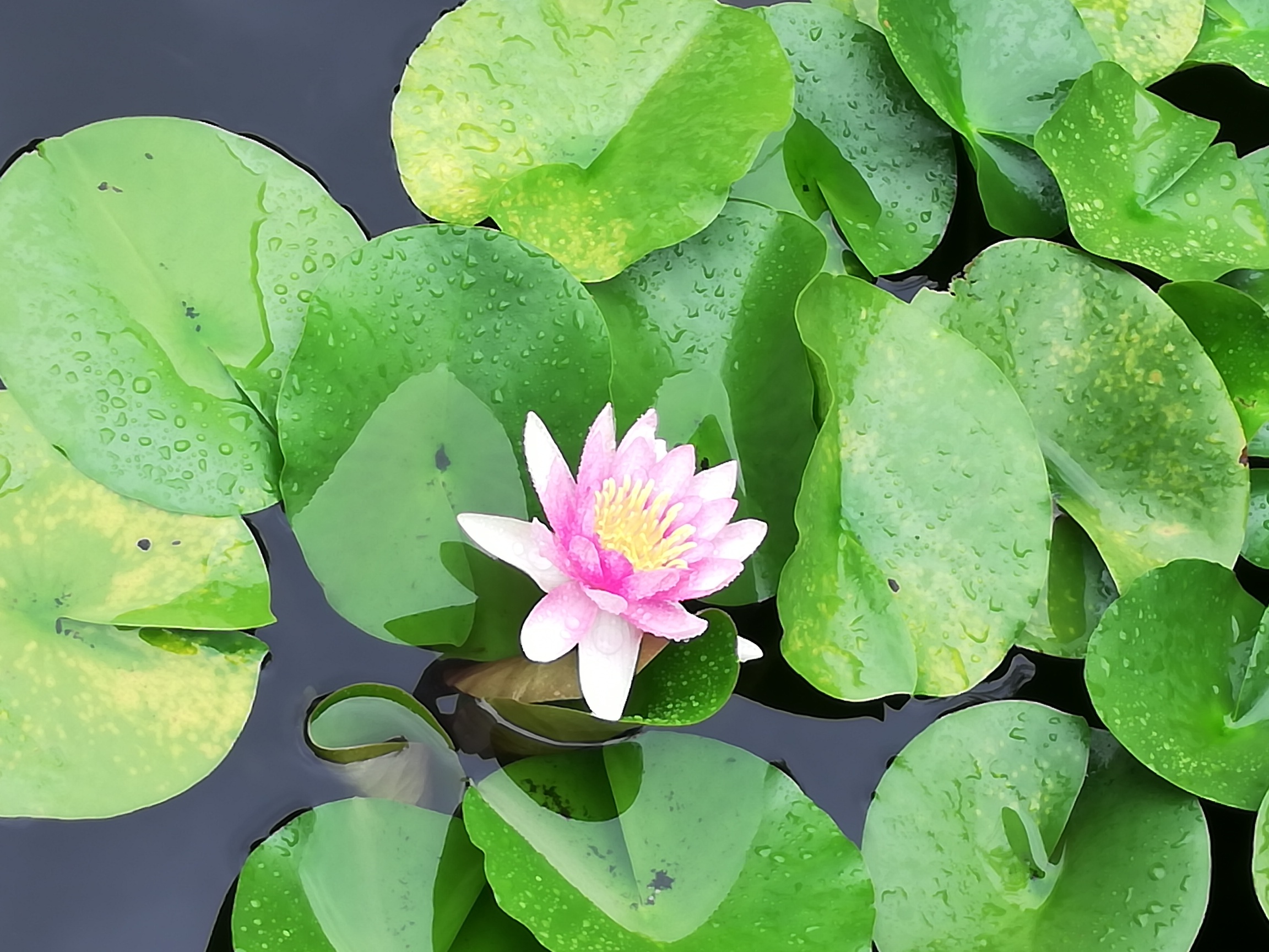 Lotus Pond - Hiroshima