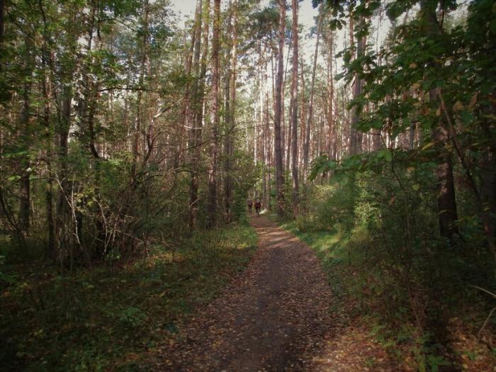 Грозный лес. Калужский Бор Лесной массив. Лесной массив Райки Шуйский район. Калужская область Лесной массив. Лесной массив Богородицк.