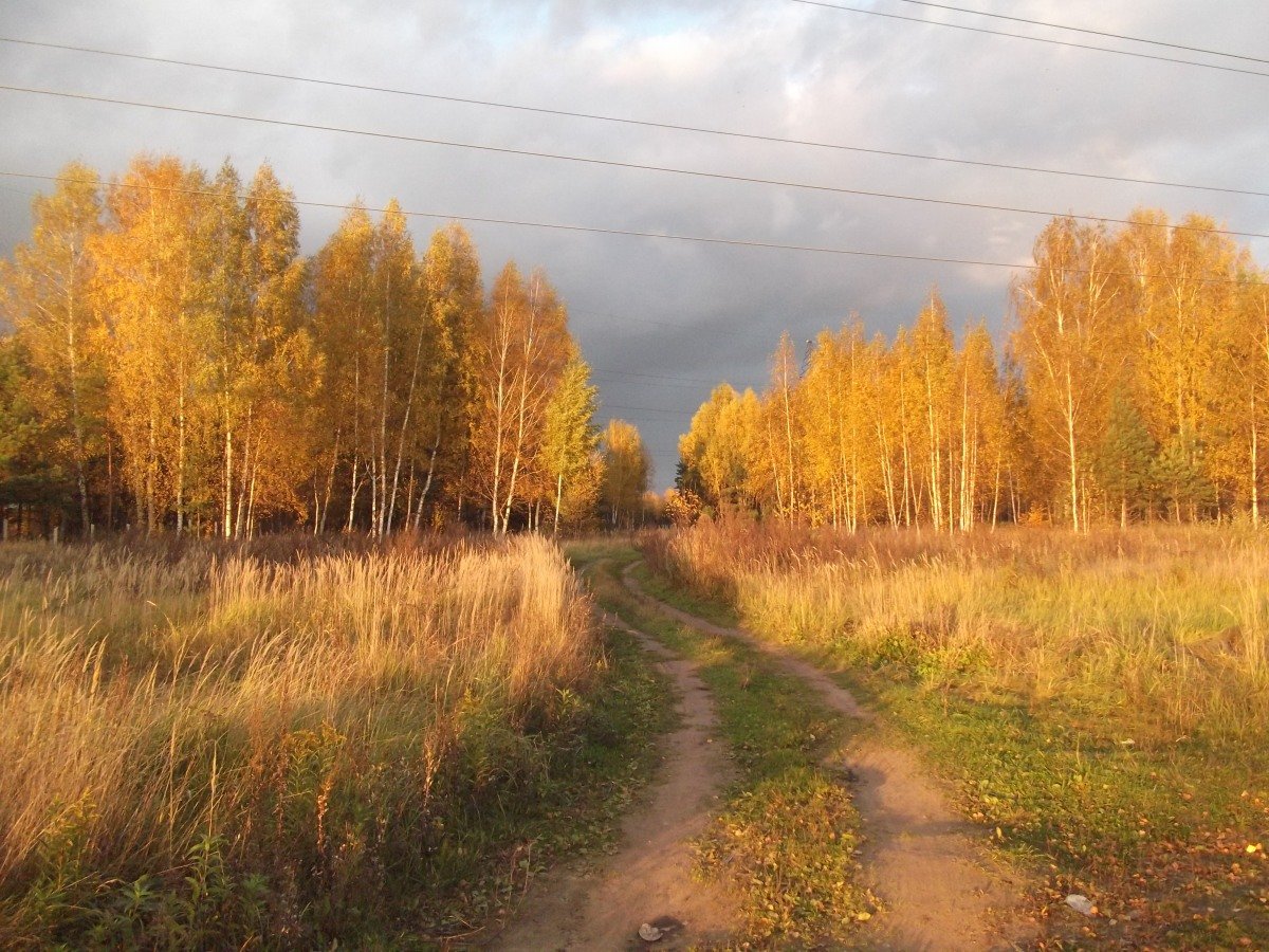 Дер хованское. Осень в Кириллове. Осенью в Кириллове лес. Кириллов фото осень. Ранняя осень в Кириллове картинки.