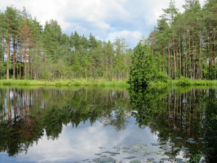 Ст лес. Лесное озеро Санкт-Петербург. Ликолампи озеро Карелия. Оз. Лесное («Радоновое») Сестрорецк. Озеро Лесное Радоновое солнечное.