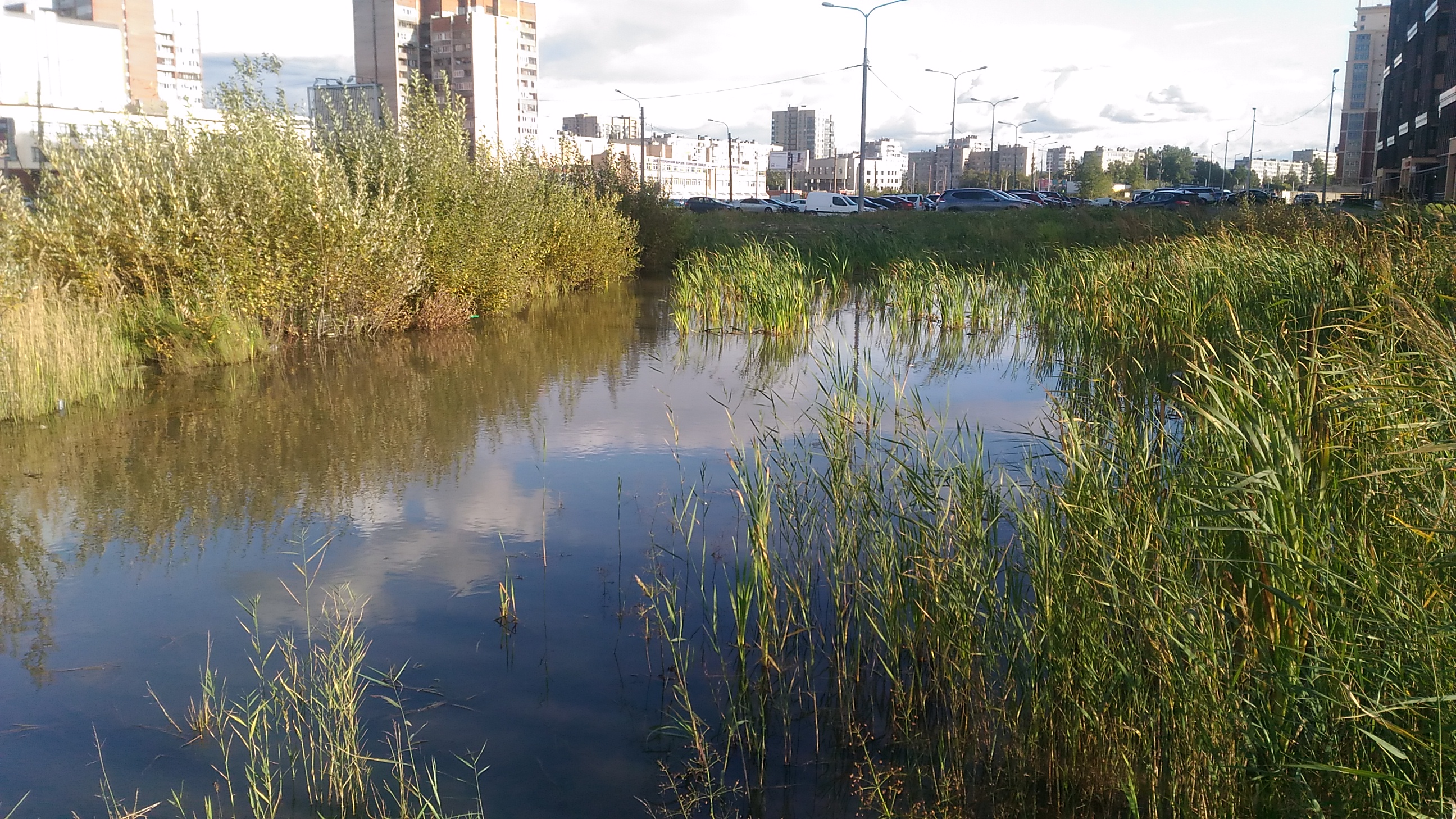 Раньше было болото. Санкт-Петербург болото. Благоустроенное болото в Санкт Петербурге. Мурино СПБ болото. Колышкино болото Ногинск.