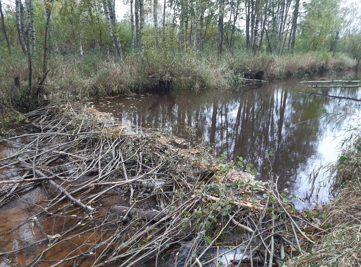 Самая большая бобровая плотина. Бобровая плотина Вуд-Баффало.