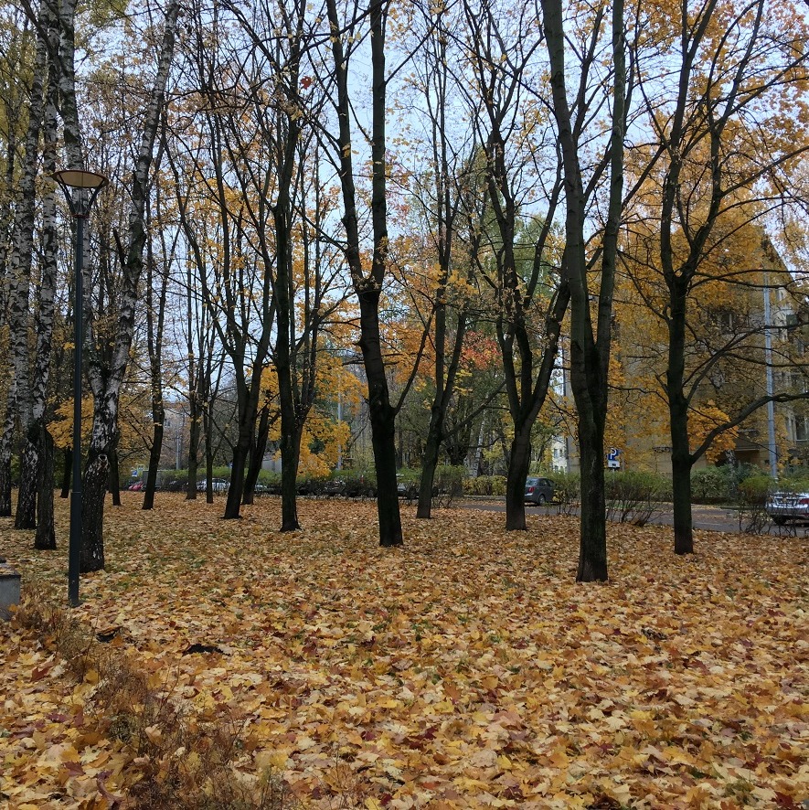 Черноморский бульвар. Сквер на Нагорном бульваре. Сквер на Черноморском бульваре. Черноморский бульвар Москва парк. Сквер на Волжском бульваре Москва.