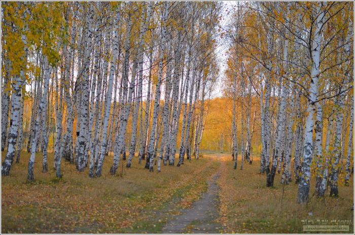 Березовая роща зеленодольск парк фото