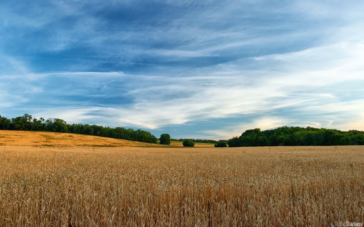 Experimental fields of Agriculture Scientific-Research Institute - Saratov