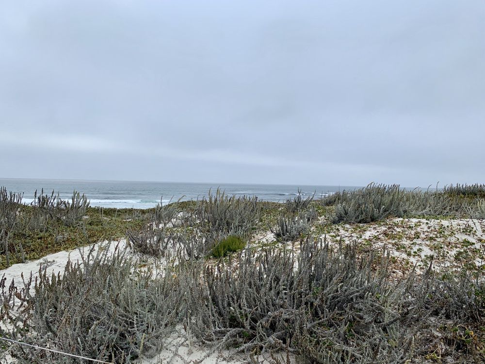 Asilomar Dunes Boardwalk Area - Pacific Grove, California