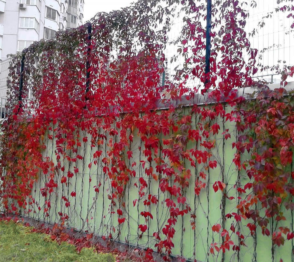 Девичий виноград как выглядит зимой фото