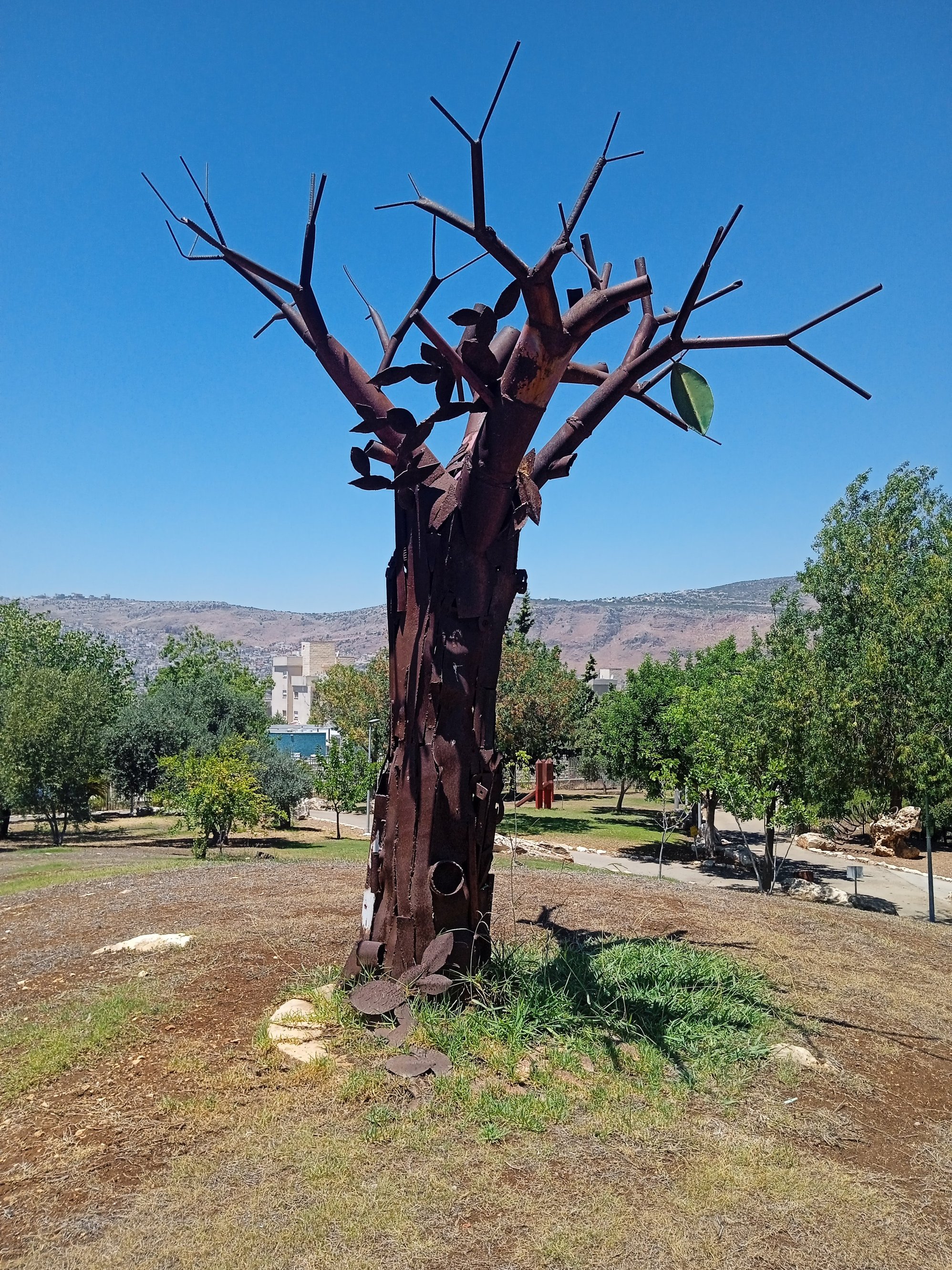 Iron Tree - Karmiel