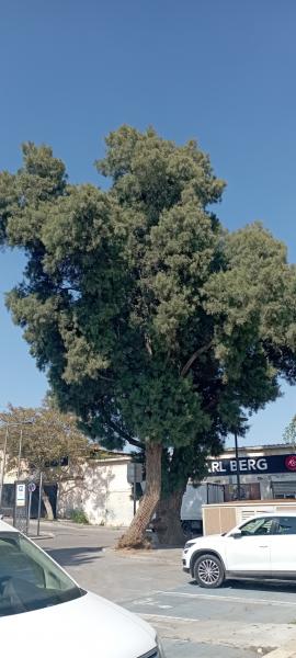 Tree - Beersheba