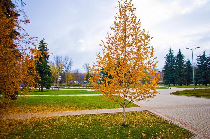 шахтерск, ул ленина,. шахтерск ул ленина 2. шахтёрск донецкая область парк. шахтерск ул ленина 2. шахтерск ул ленина 2.