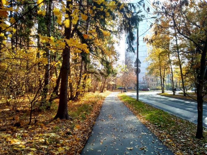 Москва березовая аллея